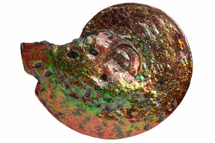 Ammonite Fossil With Mosasaur Bite Marks - Precious Ammolite! #222718
